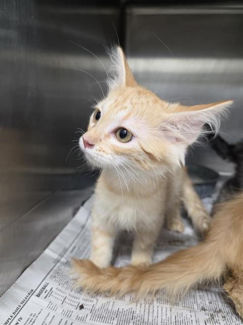Adoptable Cat