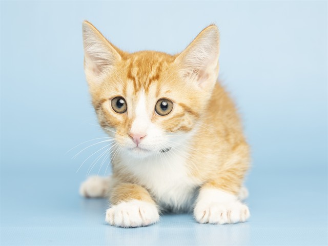 Whiskers