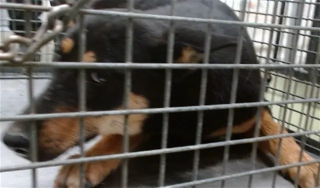 Betty