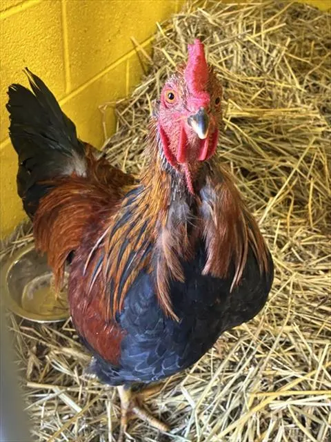 Adoptable Bird