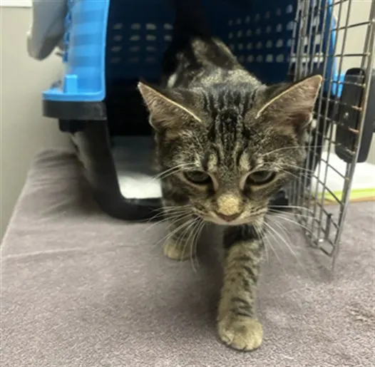 Adoptable Cat