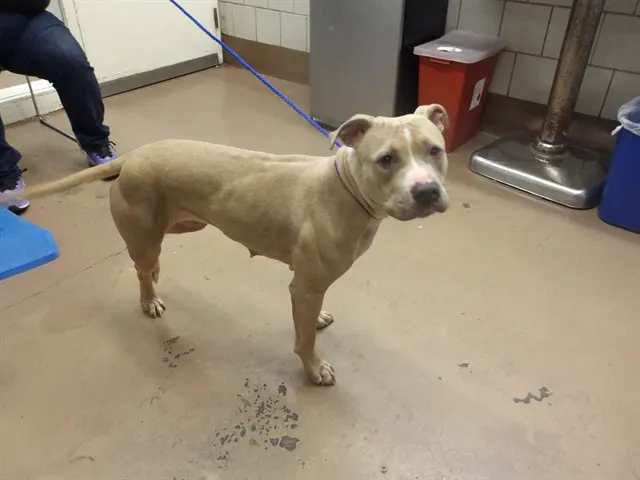 Adoptable Dog