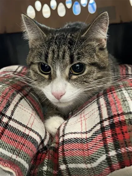 *Pillow