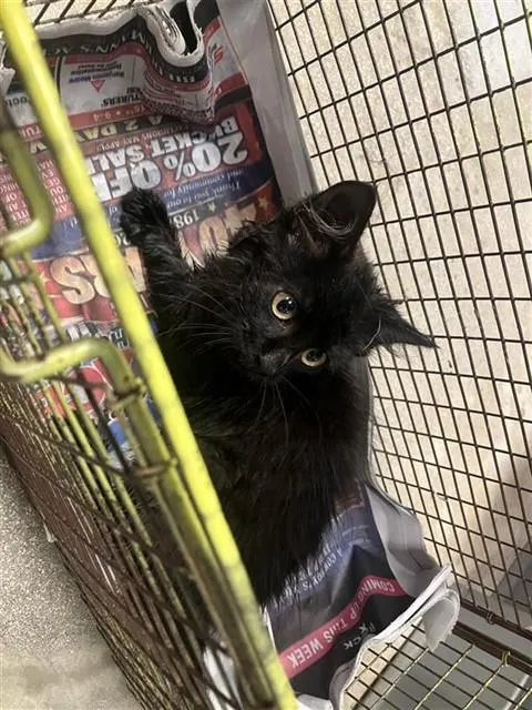 Adoptable Cat