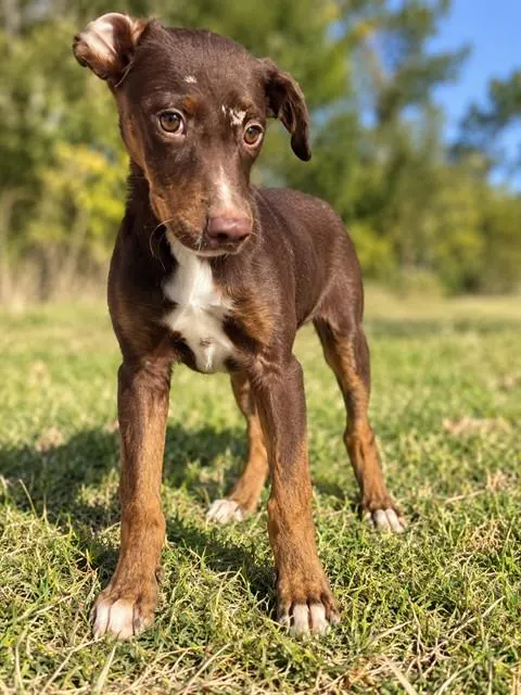 Chico