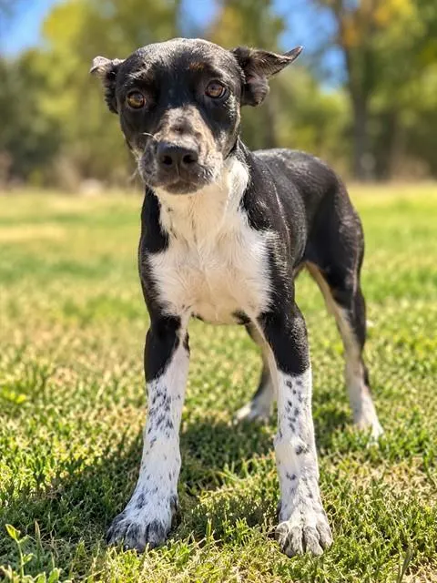 Harley