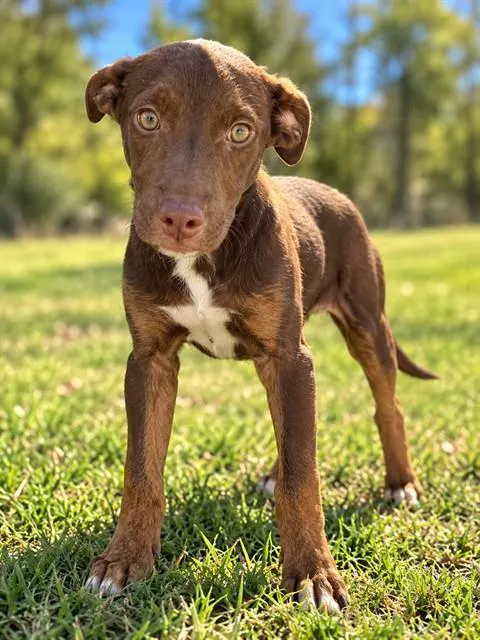 Elsa