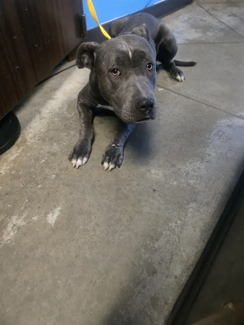 Adoptable Dog