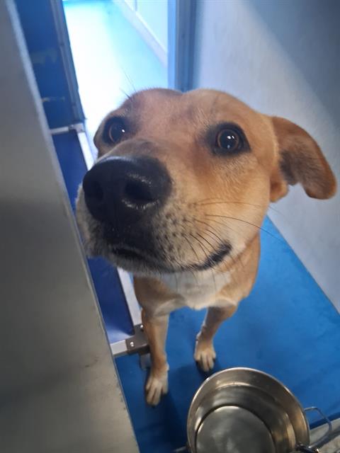 Adoptable Dog