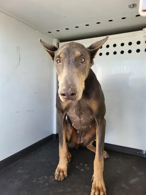 Adoptable Dog