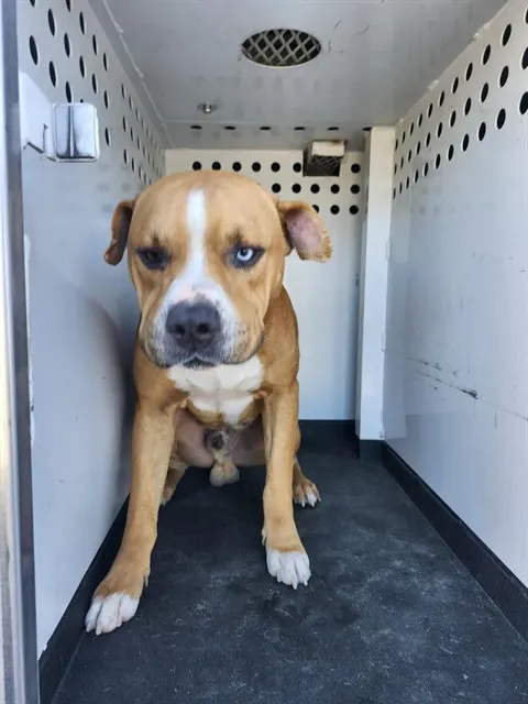 Adoptable Dog