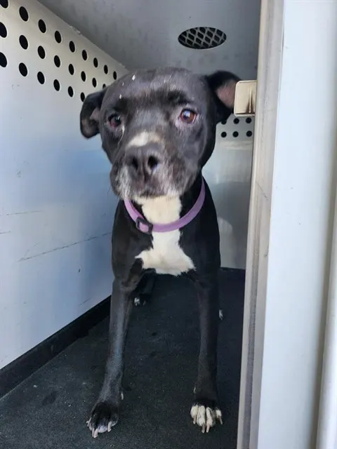 Adoptable Dog