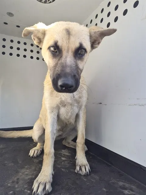 Adoptable Dog