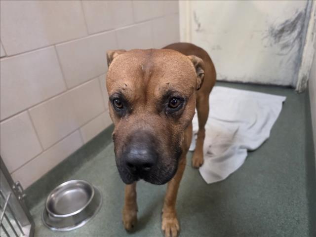 Adoptable Dog