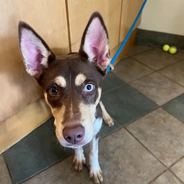 Nova