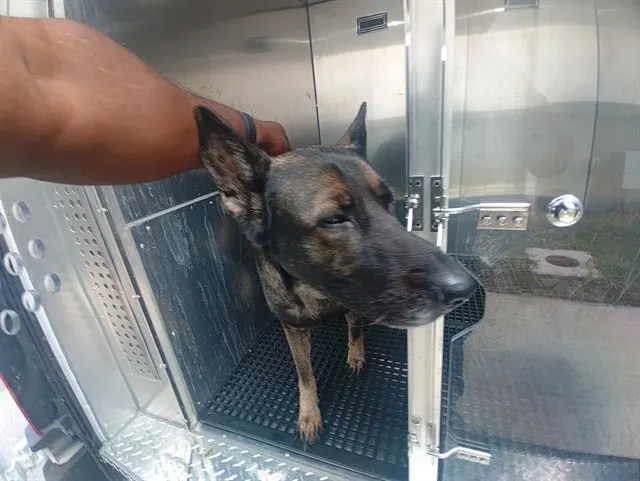 Adoptable Dog