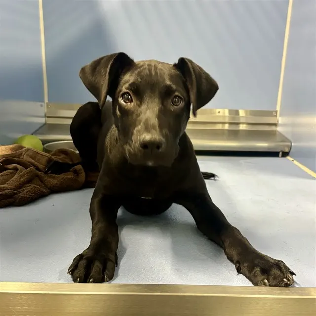 Nova