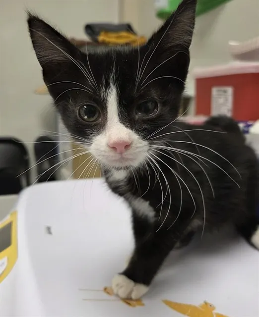 Figaro