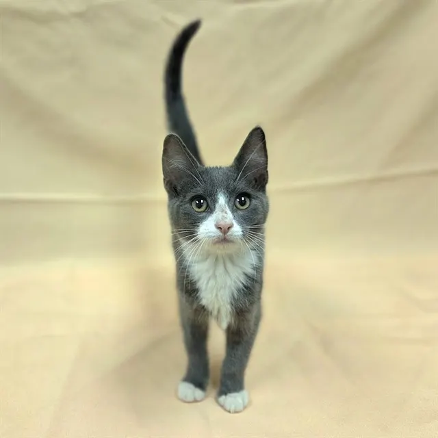 Smudge