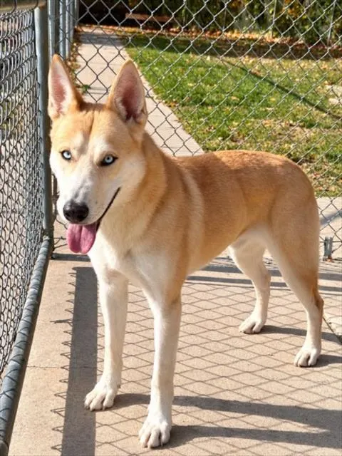 Todd