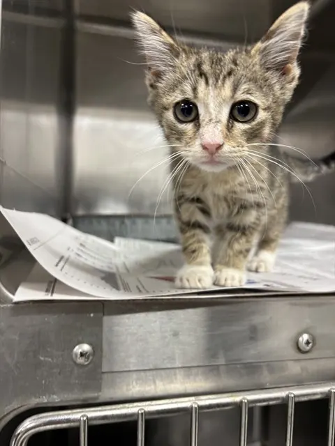 Adoptable Cat