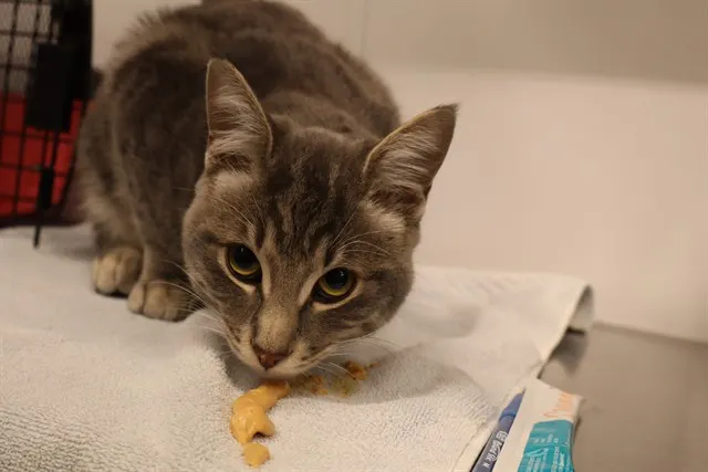 Adoptable Cat