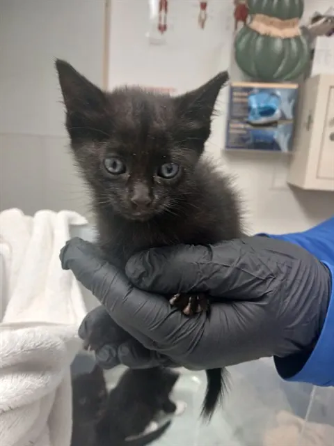 Adoptable Cat