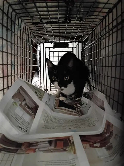 Adoptable Cat