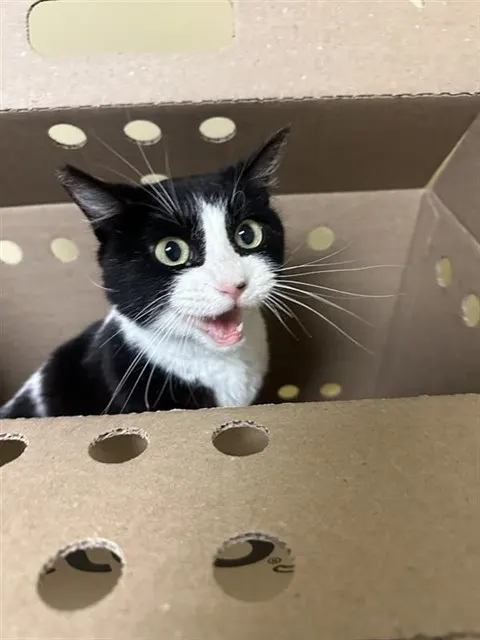Ms. Meow