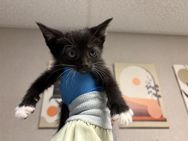 Biscuit