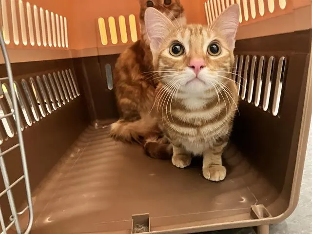 Milo