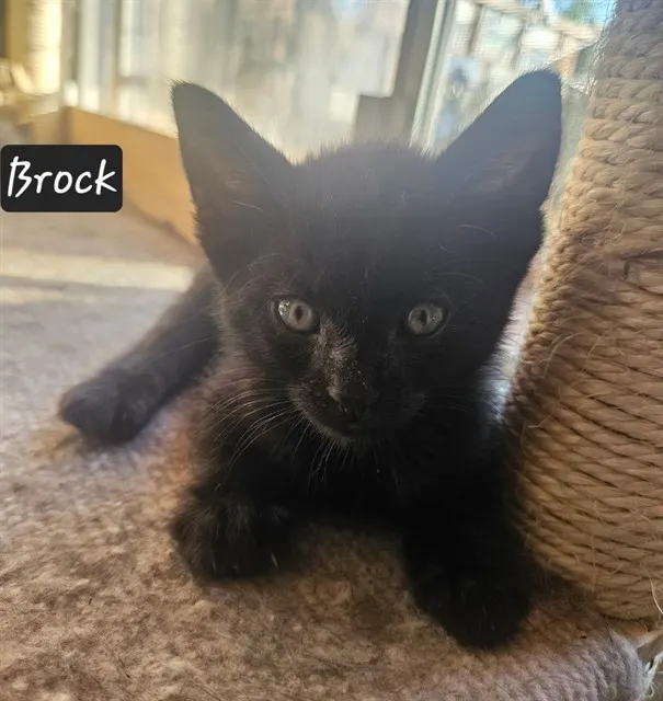 Brock
