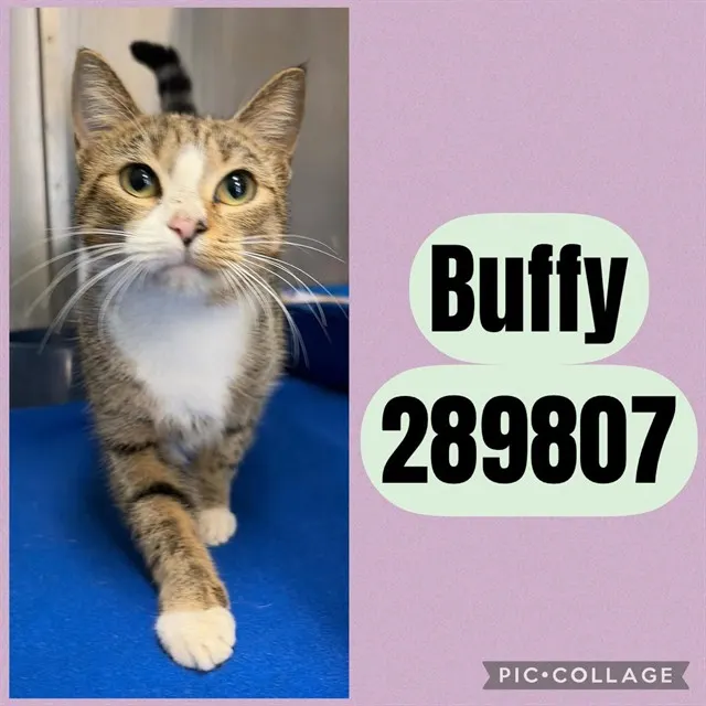 Buffy