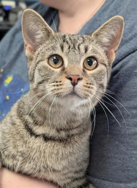 Sora