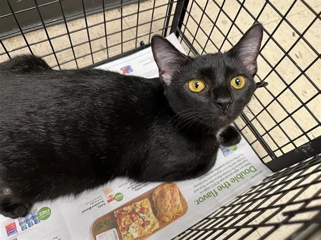 Adoptable Cat