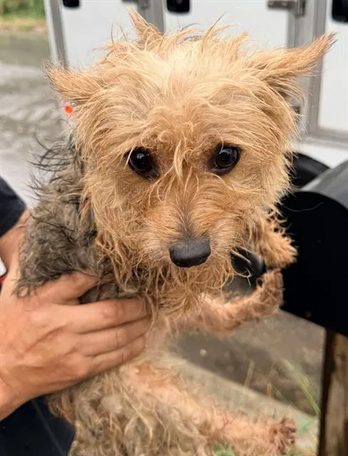 Adoptable Dog