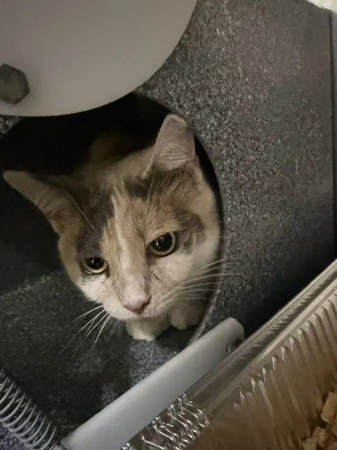 Adoptable Cat