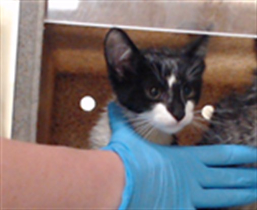 Adoptable Cat