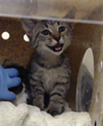 Adoptable Cat