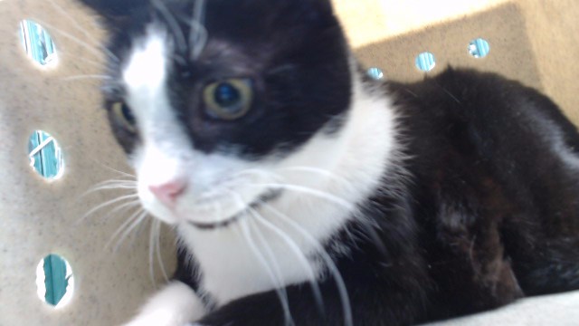 Kitty