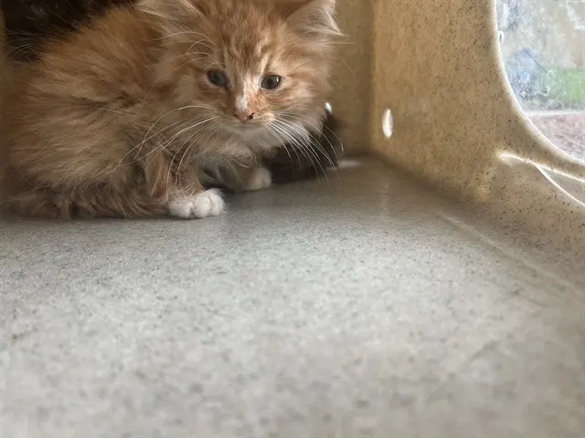 Rusty