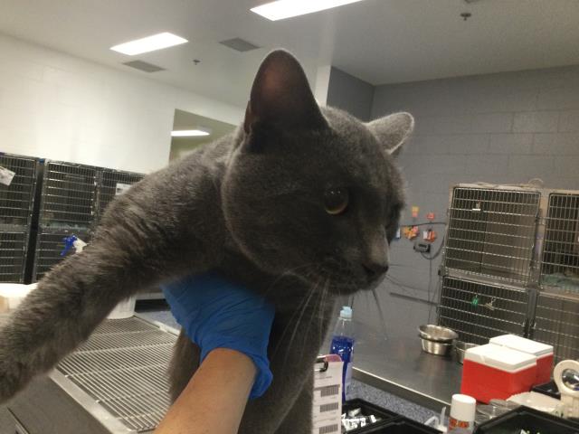 Adoptable Cat