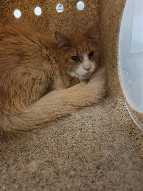Adoptable Cat