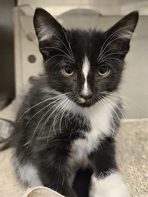 Figaro