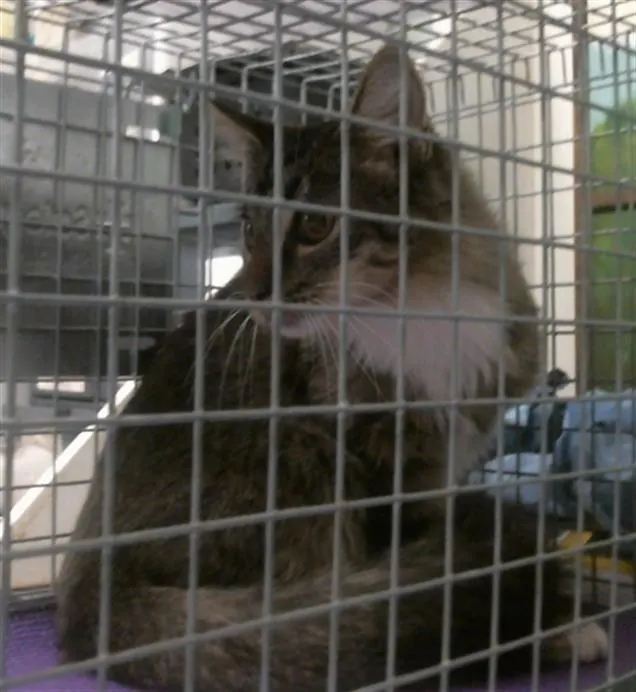 Adoptable Cat