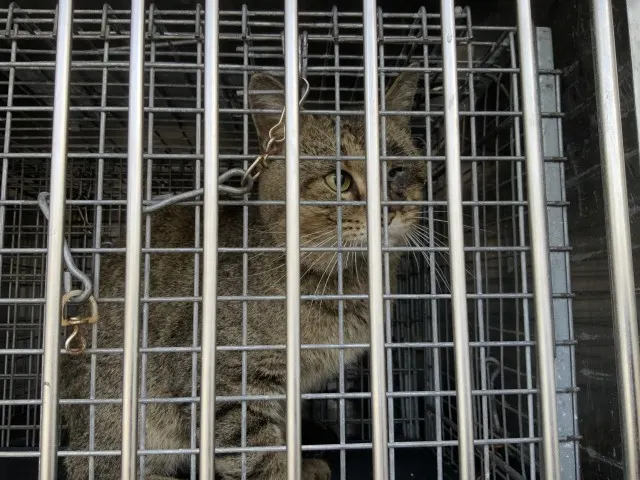 Adoptable Cat