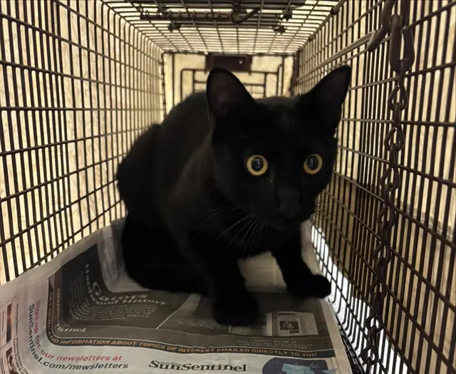 Adoptable Cat