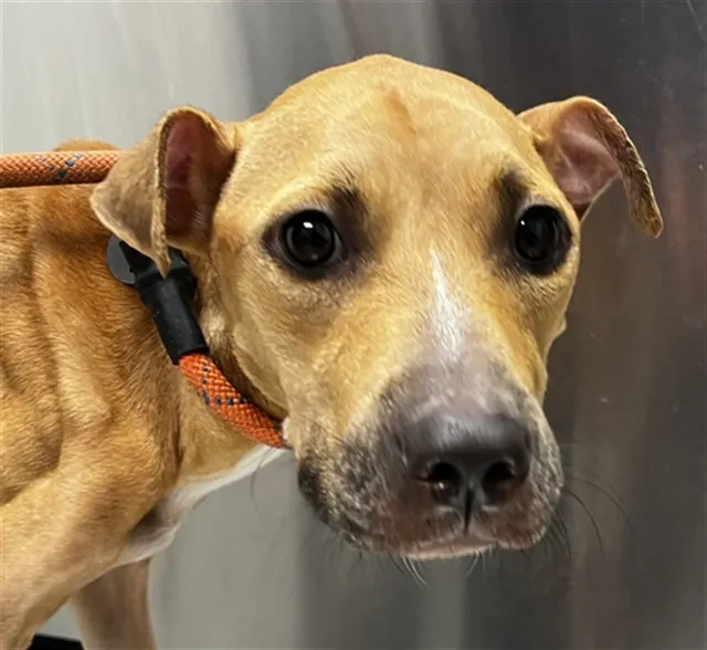 Adoptable Dog