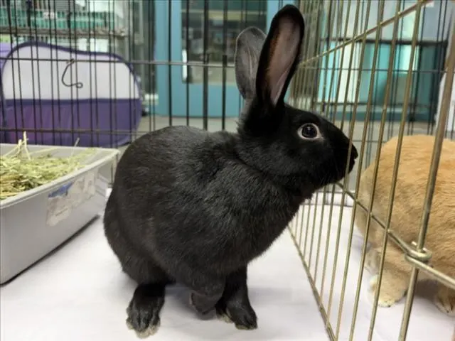 Thumper
