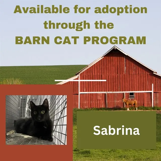 Sabrina Barn Cat